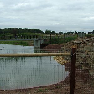 Lion Country at Yorkshire WP, 18/07/10