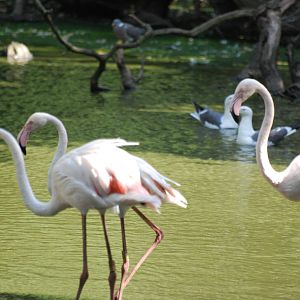 Greater flamingos at Africa Alive!