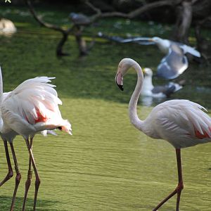 Greater flamingos at Africa Alive!