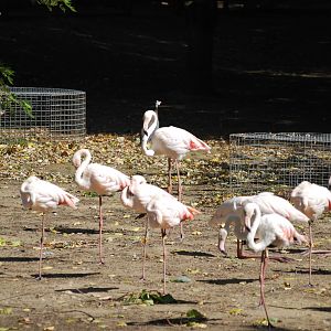Greater flamingos at Africa Alive!