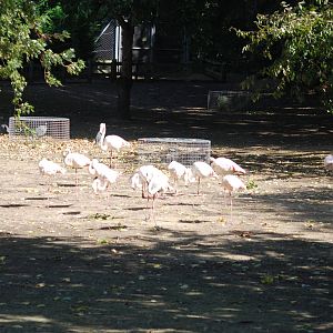 Greater flamingos at Africa Alive!