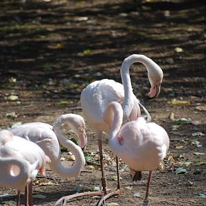 Greater flamingos at Africa Alive!