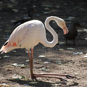 Greater flamingos at Africa Alive!