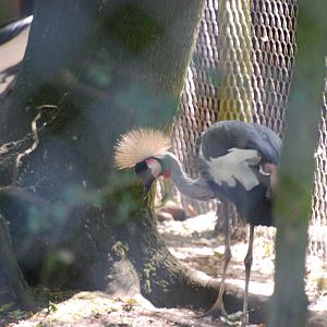 East African grey crowned crane at Africa Alive!