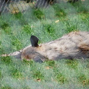 Striped hyena at African Alive!