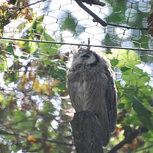 Northern white-faced scops owl at Africa Alive!