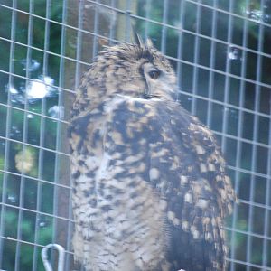 Kenyan eagle owl at Africa Alive!