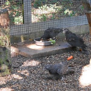 Vasa parrots at Africa Alive!