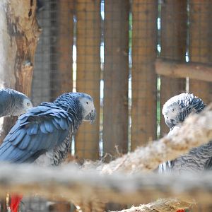 Grey parrots at Africa Alive!