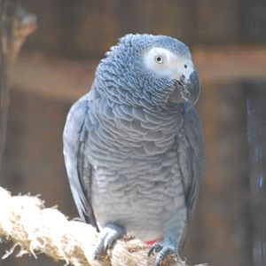 Grey parrot at Africa Alive!