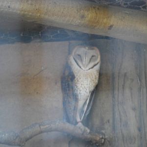 African barn owl at Africa Alive!