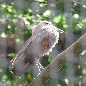Hamerkop at Africa Alive!
