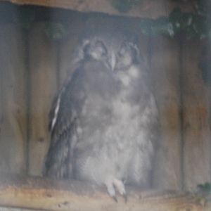Milky eagle owl at Africa Alive!