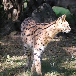 Serval at Africa Alive!
