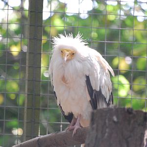 Egyptian vulture at Africa Alive!