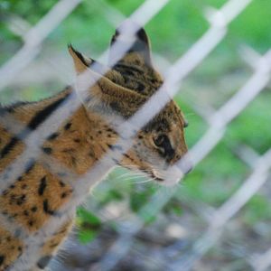 Serval at Africa Alive!