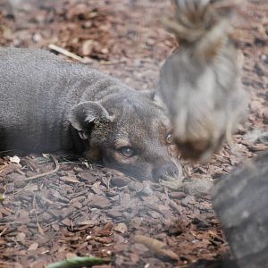 Fossa at Africa Alive!