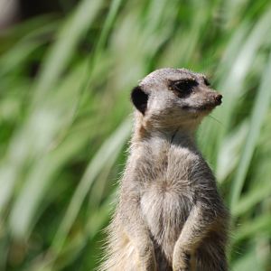 Meerkat at Africa Alive!