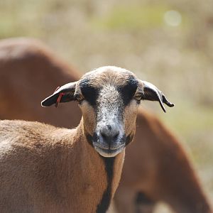 Cameroon sheep at Africa Alive!