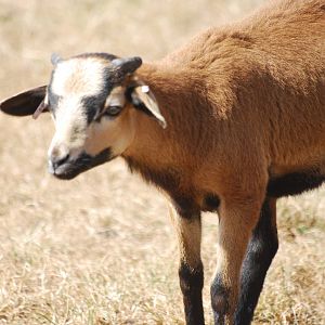 Cameroon sheep at Africa Alive!