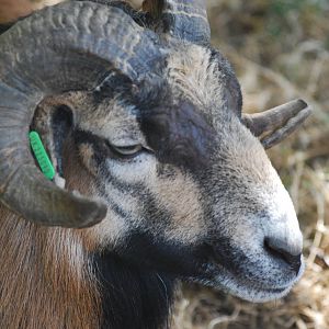 Cameroon sheep at Africa Alive!