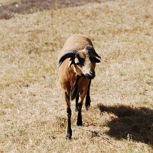 Cameroon sheep at Africa Alive!