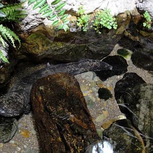 Amphibiville - Japanese Giant Salamdander