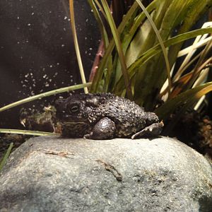 Amphibiville - Wyoming Toad