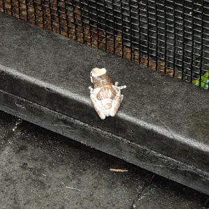 Amphibiville - Amazon Milk Frog