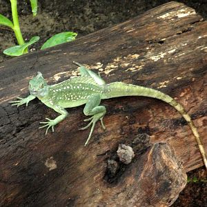 Amphibiville - Plumed Basalisk