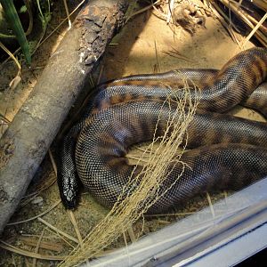 Reptile House - Black-headed Python