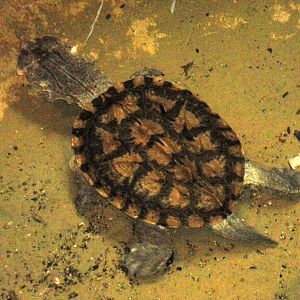 Reptile House - Matamata