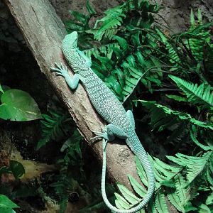 Reptile House - Green Tree Monitor
