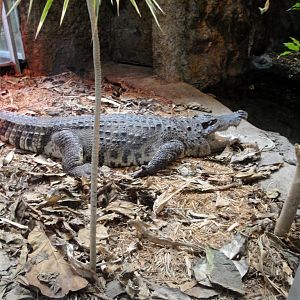 Reptile House - Siamese Crocodile