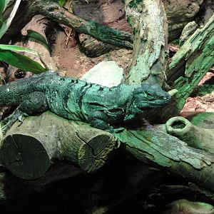 Reptile House - Black Spiny-tailed Iguana