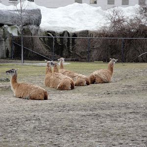 Guanaco