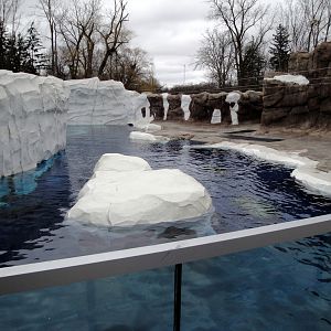 Arctic Ring of Life - Seal Exhibit