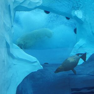 Arctic Ring of Life - Polar Bear Hunting Harp Seal
