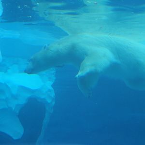 Arctic Ring of Life - Polar Bear Underwater