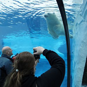 Arctic Ring of Life - Polar Bear