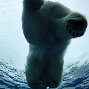 Arctic Ring of Life - Polar Bear