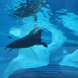 Arctic Ring of Life - Grey Seal