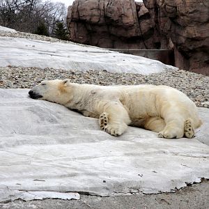 Arctic Ring of Life - Polar Bear