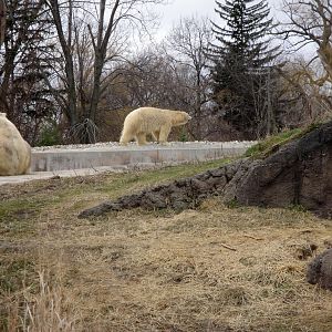 Arctic Ring of Life - Polar Bears