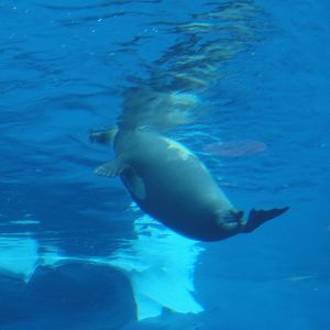 Arctic Ring of Life - Harp Seal