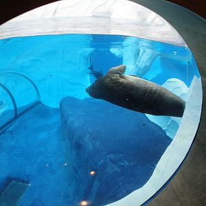 Arctic Ring of Life - Grey Seal