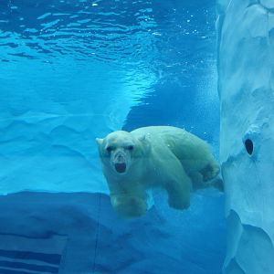 Arctic Ring of Life - Polar Bear Underwater