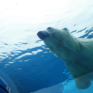 Arctic Ring of Life - Polar Bear