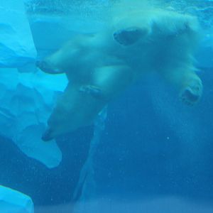 Arctic Ring of Life - Polar Bear Underwater