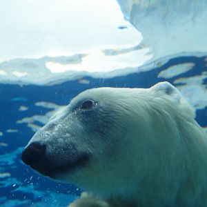 Arctic Ring of Life - Polar Bear Close-up